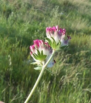 Common kidney-vetch Common kidney-vetch