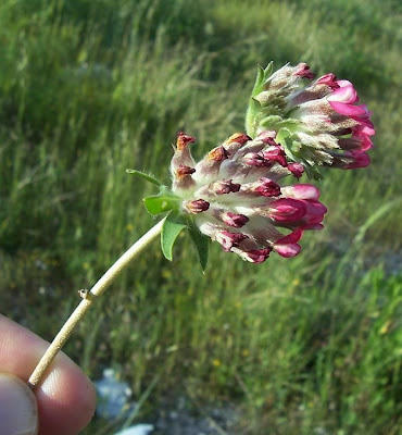Common kidney-vetch Common kidney-vetch