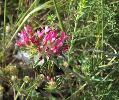 Common kidney-vetch Common kidney-vetch