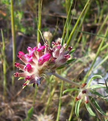 Common kidney-vetch Common kidney-vetch