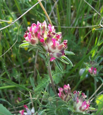 Common kidney-vetch Common kidney-vetch