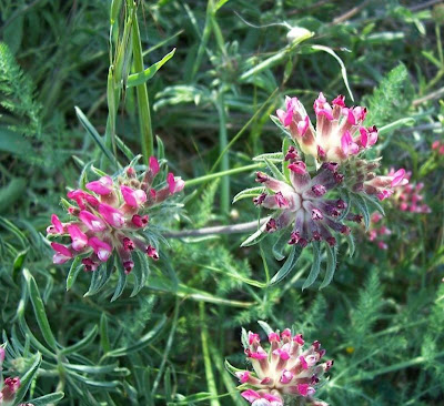 Common kidney-vetch Common kidney-vetch