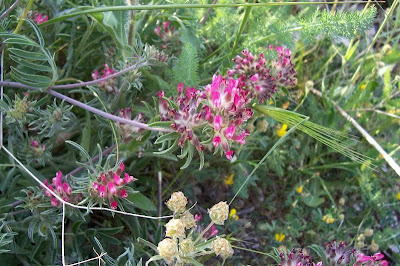 Common kidney-vetch Common kidney-vetch