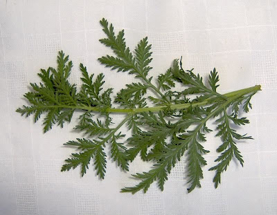 Annual Mugwort, Artemisia annua Annual Mugwort, Artemisia annua