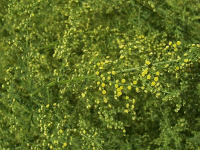 Annual Mugwort, Artemisia annua Annual Mugwort, Artemisia annua