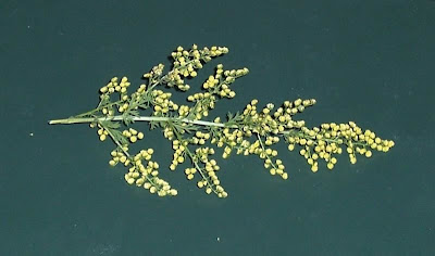 Annual Mugwort, Artemisia annua Annual Mugwort, Artemisia annua