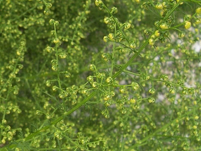 Annual Mugwort, Artemisia annua Annual Mugwort, Artemisia annua