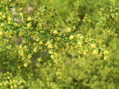 Annual Mugwort, Artemisia annua Annual Mugwort, Artemisia annua