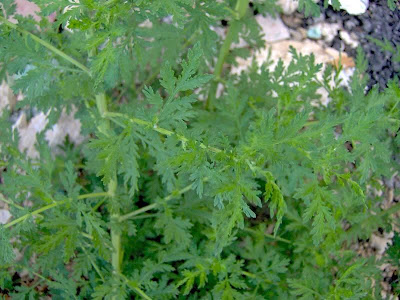 Artemisia annua L.