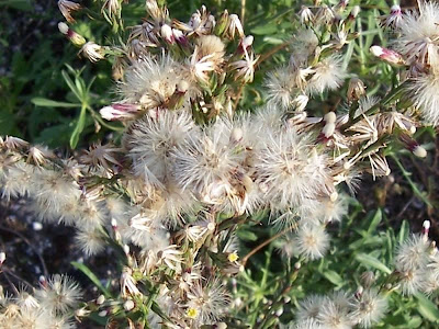 Narrow Leaved Aster