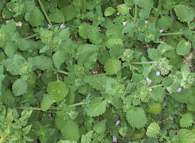 Ballota nigra var. uncinata Ballota nigra var. uncinata