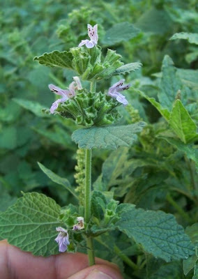 Ballota nigra var. uncinata Ballota nigra var. uncinata