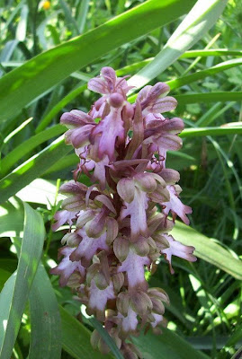 Barlia robertiana,
Barlia,
Giant Orchid