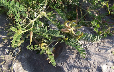 Astragalus hamosus,
Astragalo falciforme,
European milkvetch,
milkvetch,
Southern Milk Vetch Astragalus hamosus,
Astragalo falciforme,
European milkvetch,
milkvetch,
Southern Milk Vetch