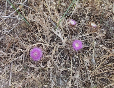 Carlina gummifera (L.) Less.