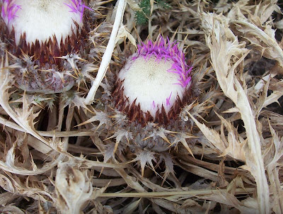 Carlina gummifera (L.) Less.