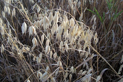 Avena sativa,
aveia,
aveia-amarela,
avena,
Avena comune,
avena común,
avena roja,
avoine byzantine,
avoine cultivée,
Biada,
common oat,
Common oats,
Hafer,
ma-karasu-mugi,
Mittelmeerhafer,
oat,
oatgrass (common) Avena sativa,
aveia,
aveia-amarela,
avena,
Avena comune,
avena común,
avena roja,
avoine byzantine,
avoine cultivée,
Biada,
common oat,
Common oats,
Hafer,
ma-karasu-mugi,
Mittelmeerhafer,
oat,
oatgrass (common)