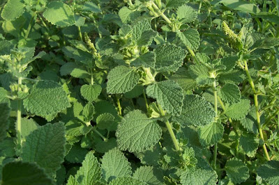 Ballota nigra var. uncinata Ballota nigra var. uncinata