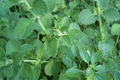 Ballota nigra var. uncinata Ballota nigra var. uncinata