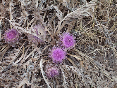 Atractylis gummifera,
acanthomastich,
Masticogna laticifera,
Pine Thistle,
pseudomastich Atractylis gummifera,
acanthomastich,
Masticogna laticifera,
Pine Thistle,
pseudomastich