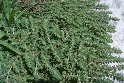 Euforbia prostrata