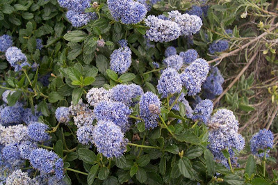 Blue blossom ceanothus Blue blossom ceanothus