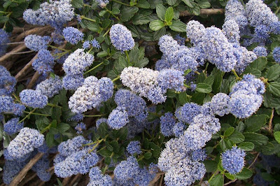 Blue blossom ceanothus Blue blossom ceanothus
