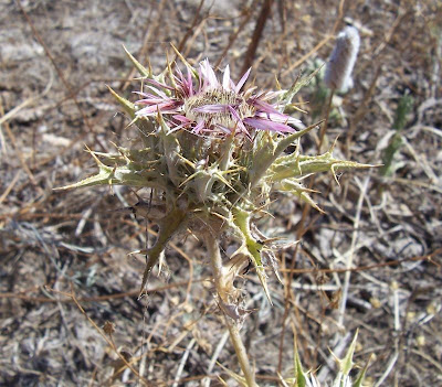 Carlina lanata L.