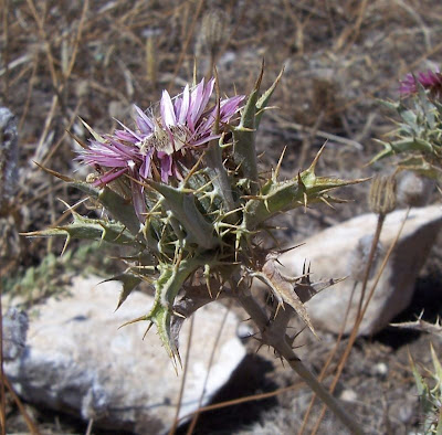 Carlina lanata L.