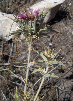 Carlina lanata L.