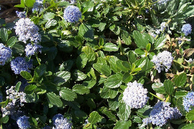 Blue blossom ceanothus Blue blossom ceanothus