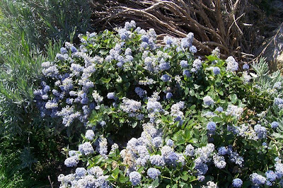 Blue blossom ceanothus Blue blossom ceanothus