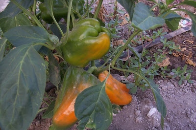 Cayenne pepper