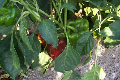 Cayenne pepper