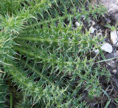 Carduus micropterus (Borb&aacute;s) Teyber