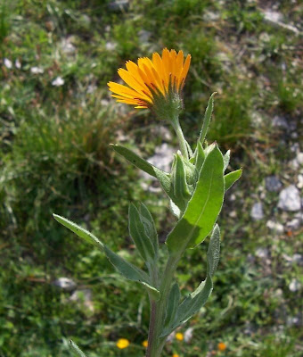 Calendula arvensis,
Acker-Ringelblume,
erva-vaqueira,
field marigold,
field-marigold,
Fiorrancio selvatico,
maravilla del campo,
souci des champs Calendula arvensis,
Acker-Ringelblume,
erva-vaqueira,
field marigold,
field-marigold,
Fiorrancio selvatico,
maravilla del campo,
souci des champs