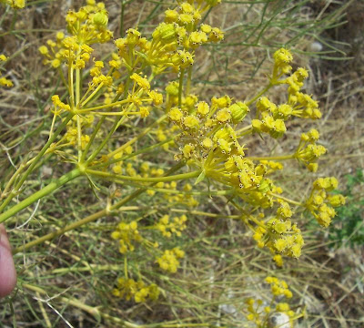 Cachrys libanotis,
Basilisco liscio Cachrys libanotis,
Basilisco liscio