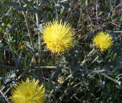 Centaurea nizzarda Centaurea nizzarda