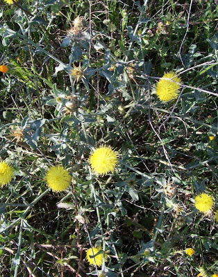 Centaurea nizzarda Centaurea nizzarda