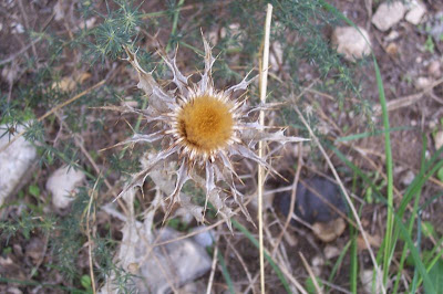 Carlina lanata L.