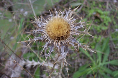 Carlina lanata L.