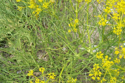 Cachrys libanotis,
Basilisco liscio Cachrys libanotis,
Basilisco liscio