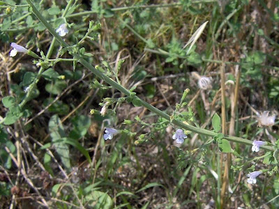 Calamintha nepeta,
calament,
echte Bergminze,
Katzen-Bergthymian,
kleinbl&uuml;tige Bergminze,
lesser calamint,
menthe de montagne,
mentuccia commune,
Mentuccia comune,
Nepetella,
Poleggio selvatico