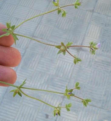Campanula minore Campanula minore