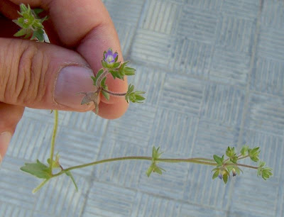 Campanula minore Campanula minore