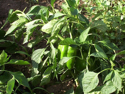 Cayenne pepper