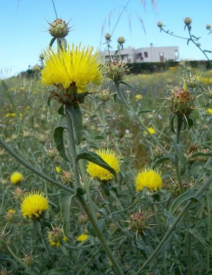 Centaurea nizzarda Centaurea nizzarda
