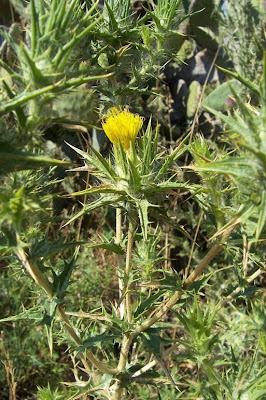 Saffron thistle