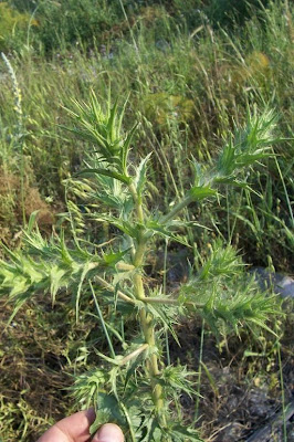 Saffron thistle