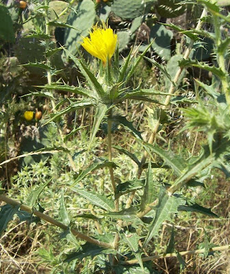 Saffron thistle